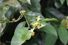 Xanthophyllum flavescens